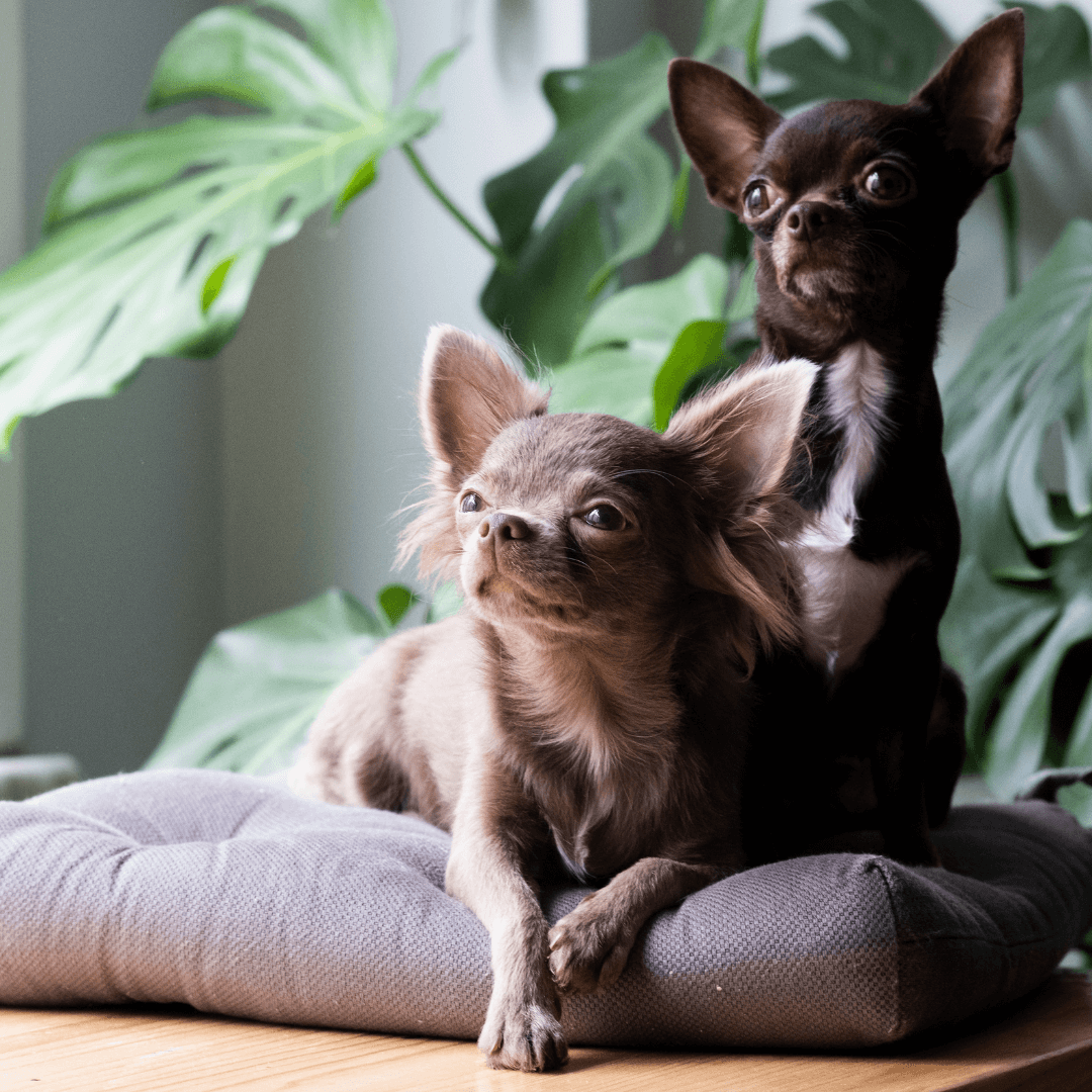 animal image for slider 
