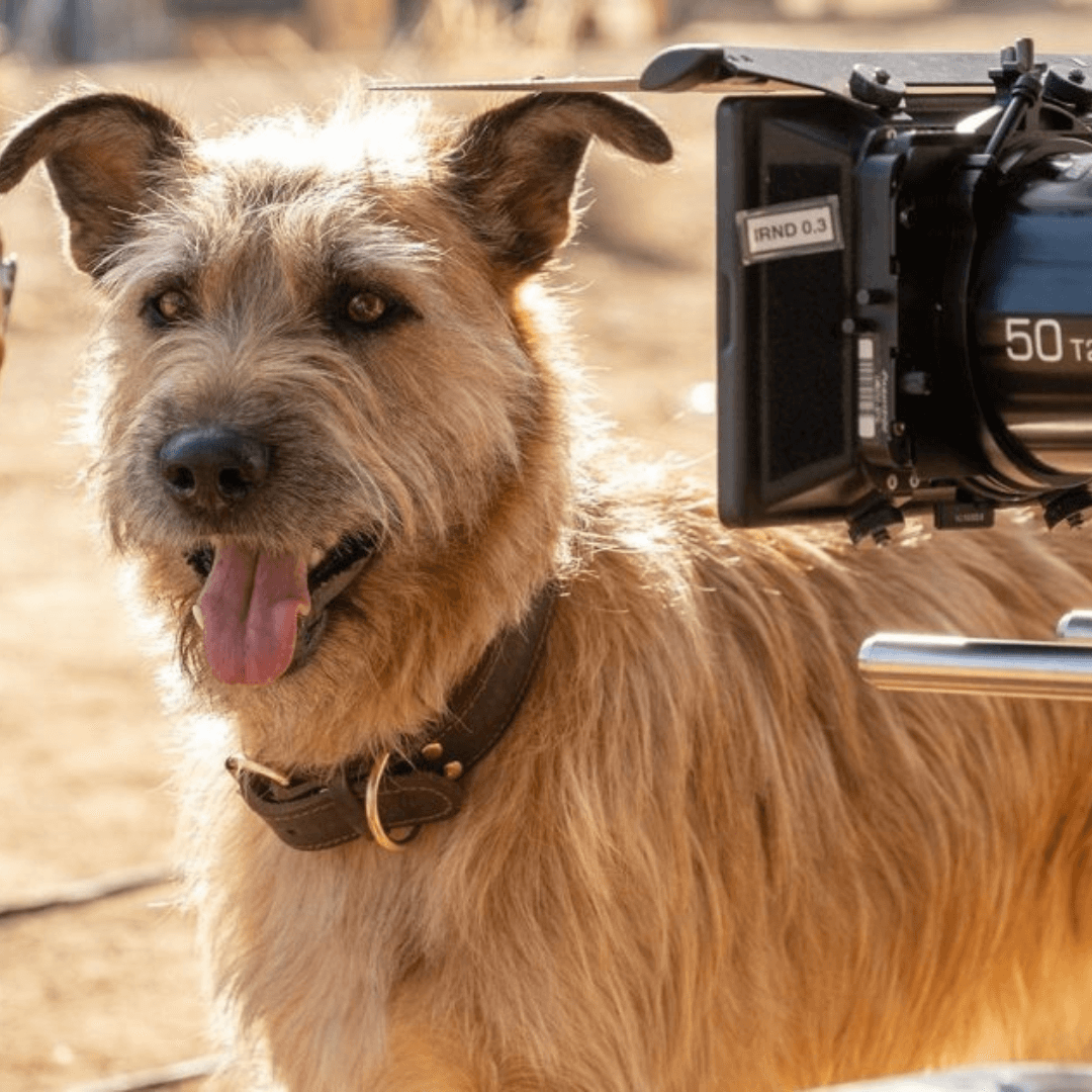 animal image for slider