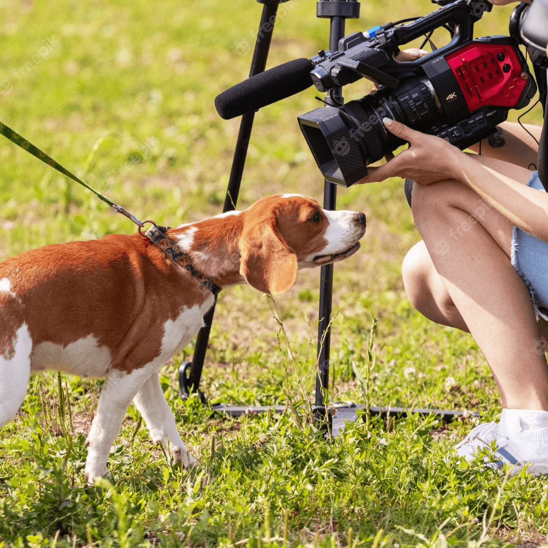 animal image for slider