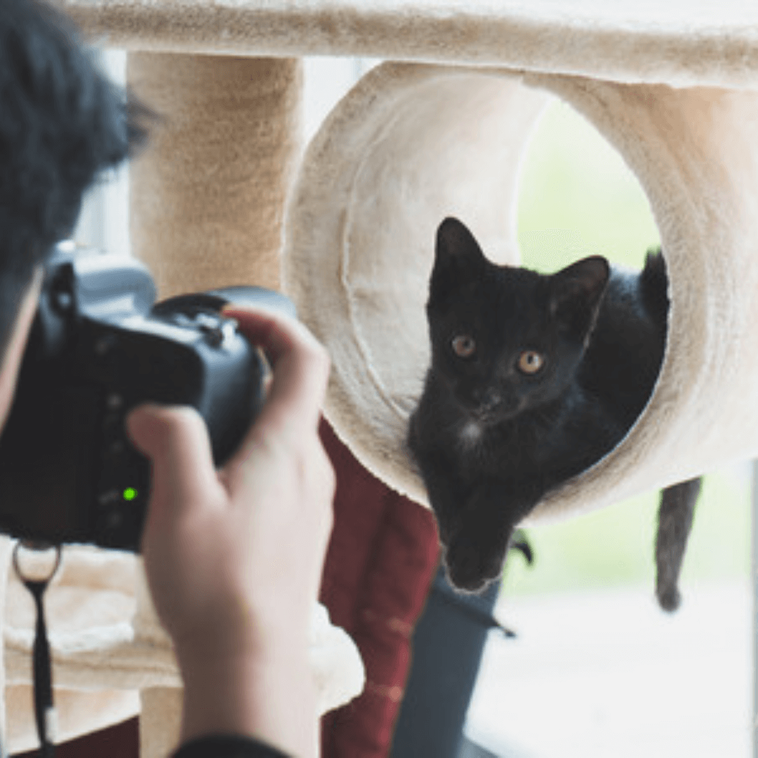animal image for slider