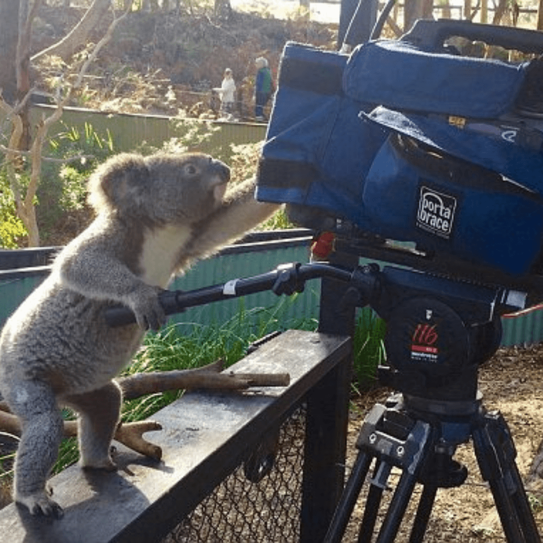 animal image for slider