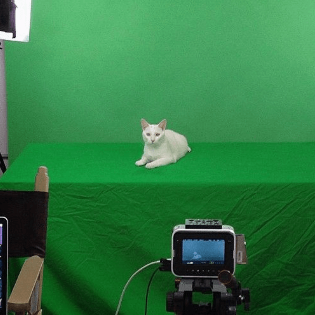 animal image for slider