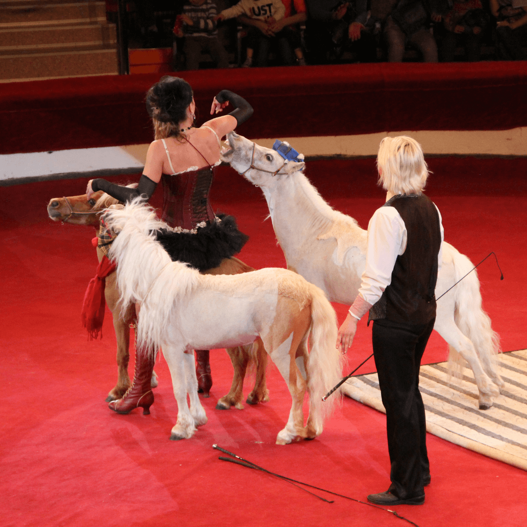 animal image for slider