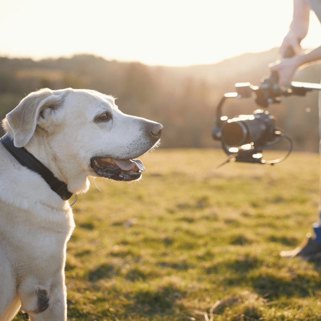 animal image for slider