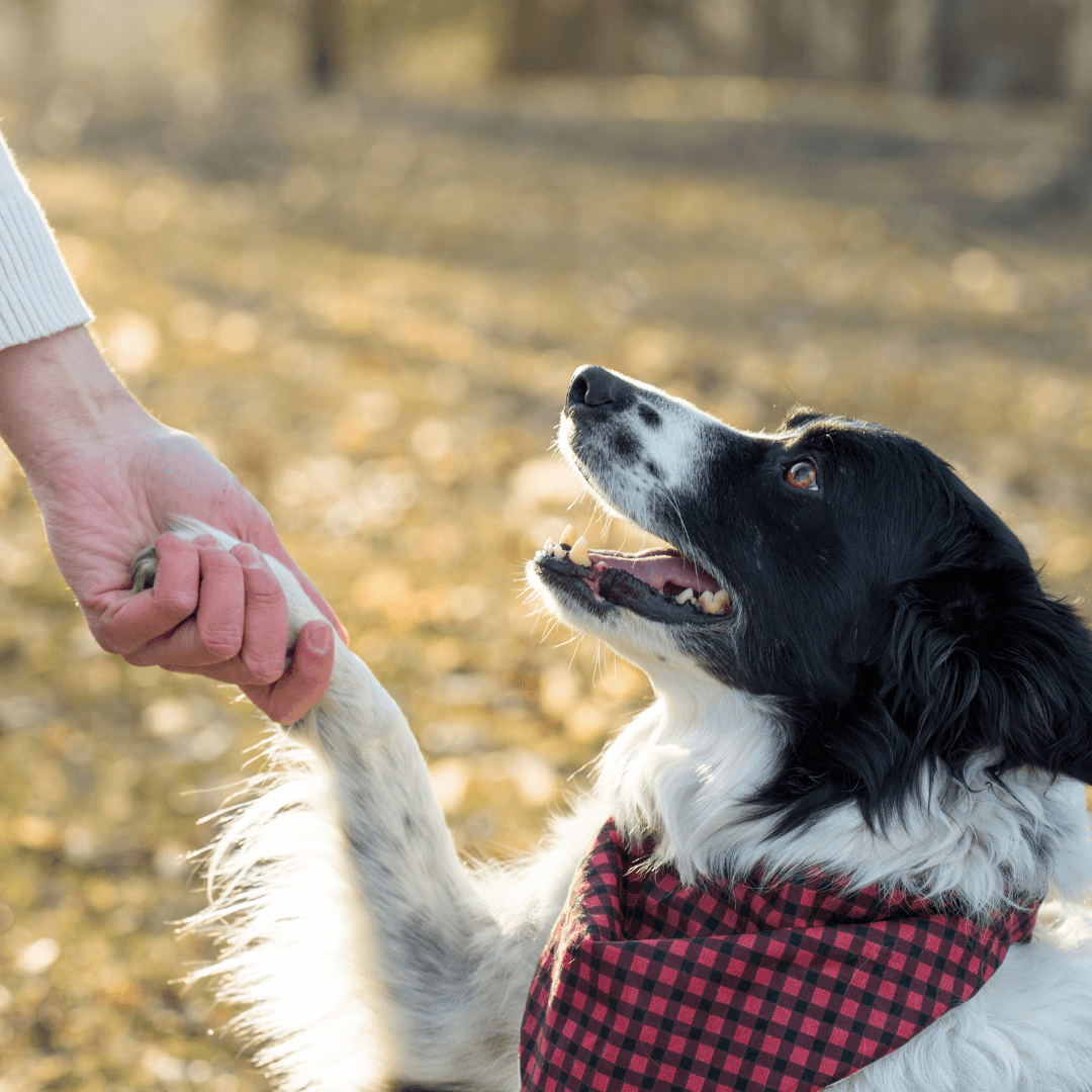 animal image for slider