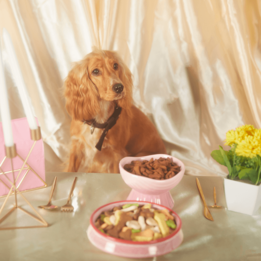 animal image for slider